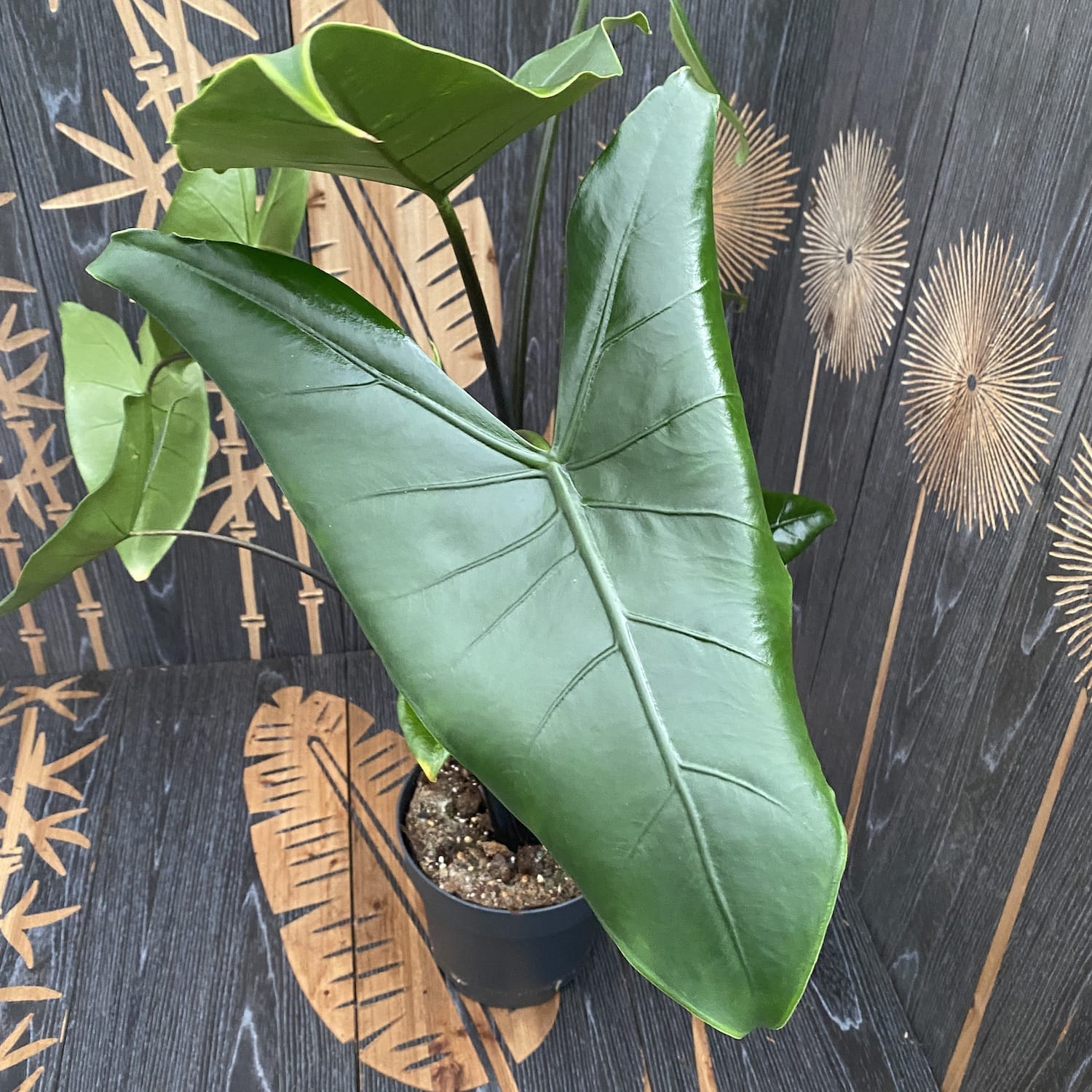 Alocasia 'Black Zebrina' (2 plante/ghiveci)