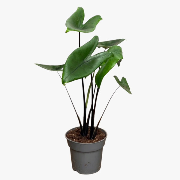 Alocasia 'Black Zebrina' (2 Pflanzen/Topf)