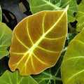 Alocasia reginula 'Green Velvet'