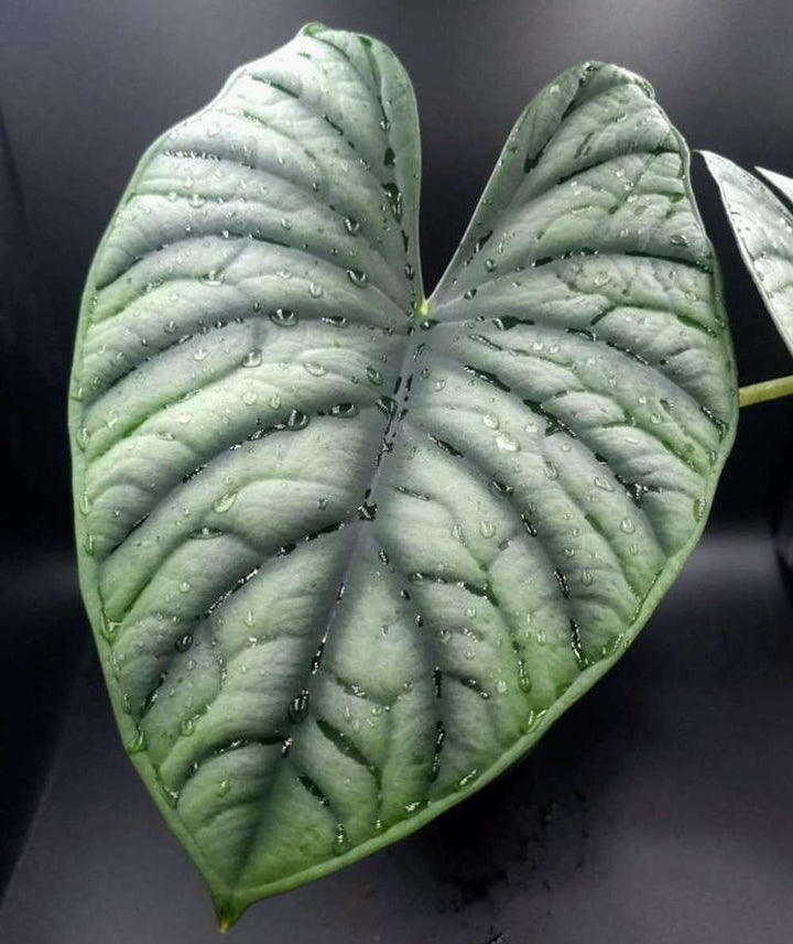 Alocasia Silver Nebula