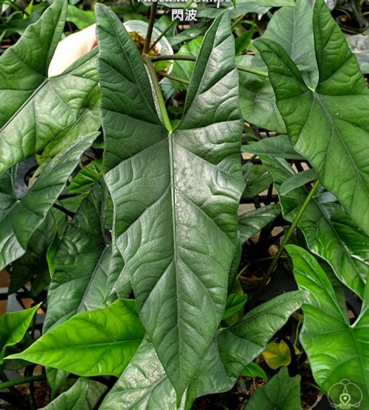 Alocasia Simpo