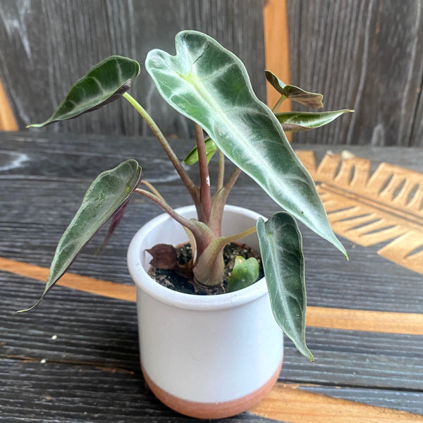 Alocasia amazonica Zwerg *Babypflanze