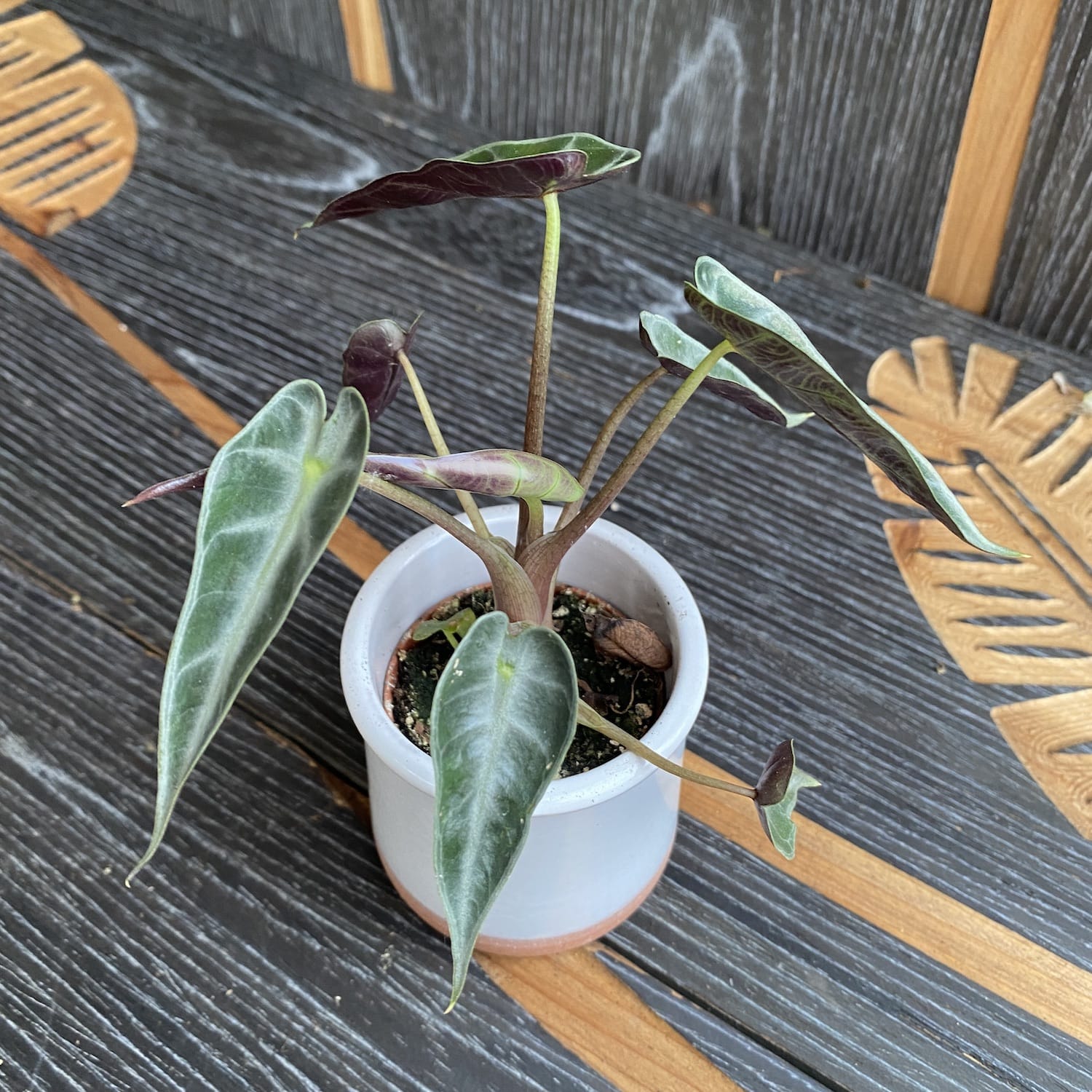 Alocasia amazonica dwarf *babyplant