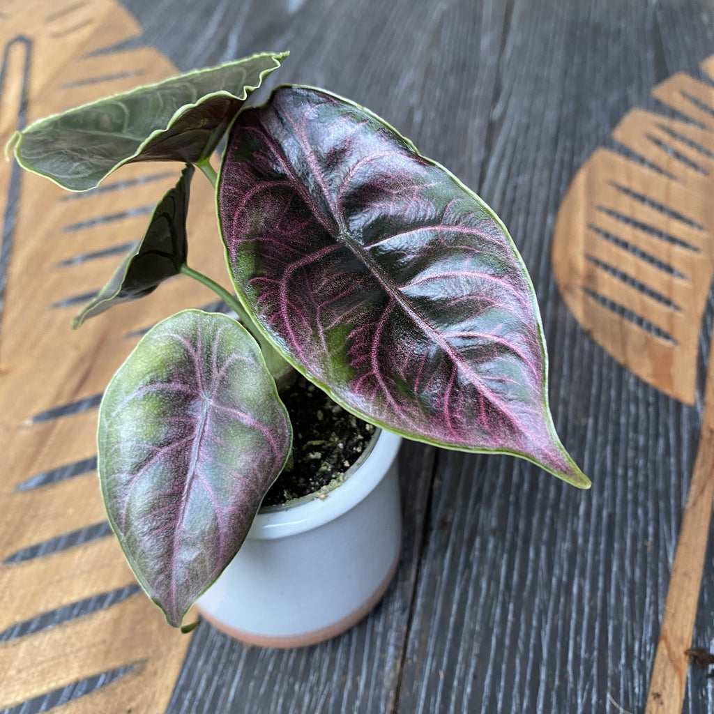 Alocasia azlanii (Jewel Alocasia) *bab növény