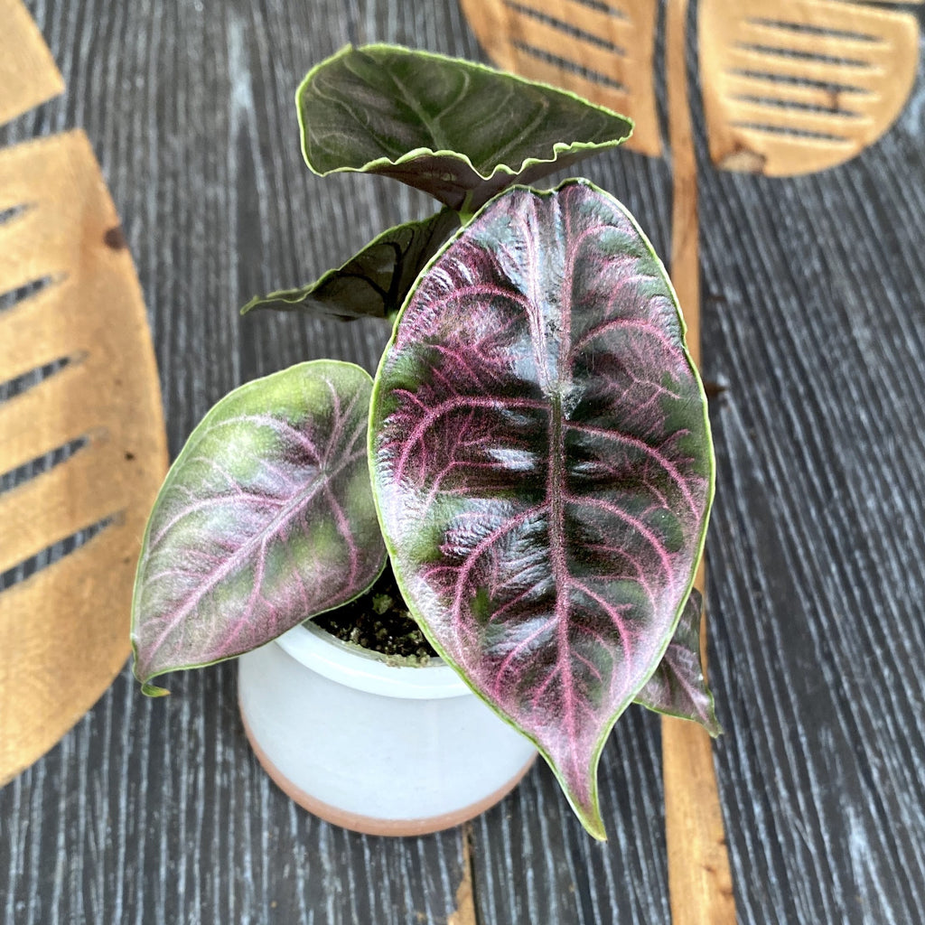 Alocasia azlanii (Jewel Alocasia) *bab növény