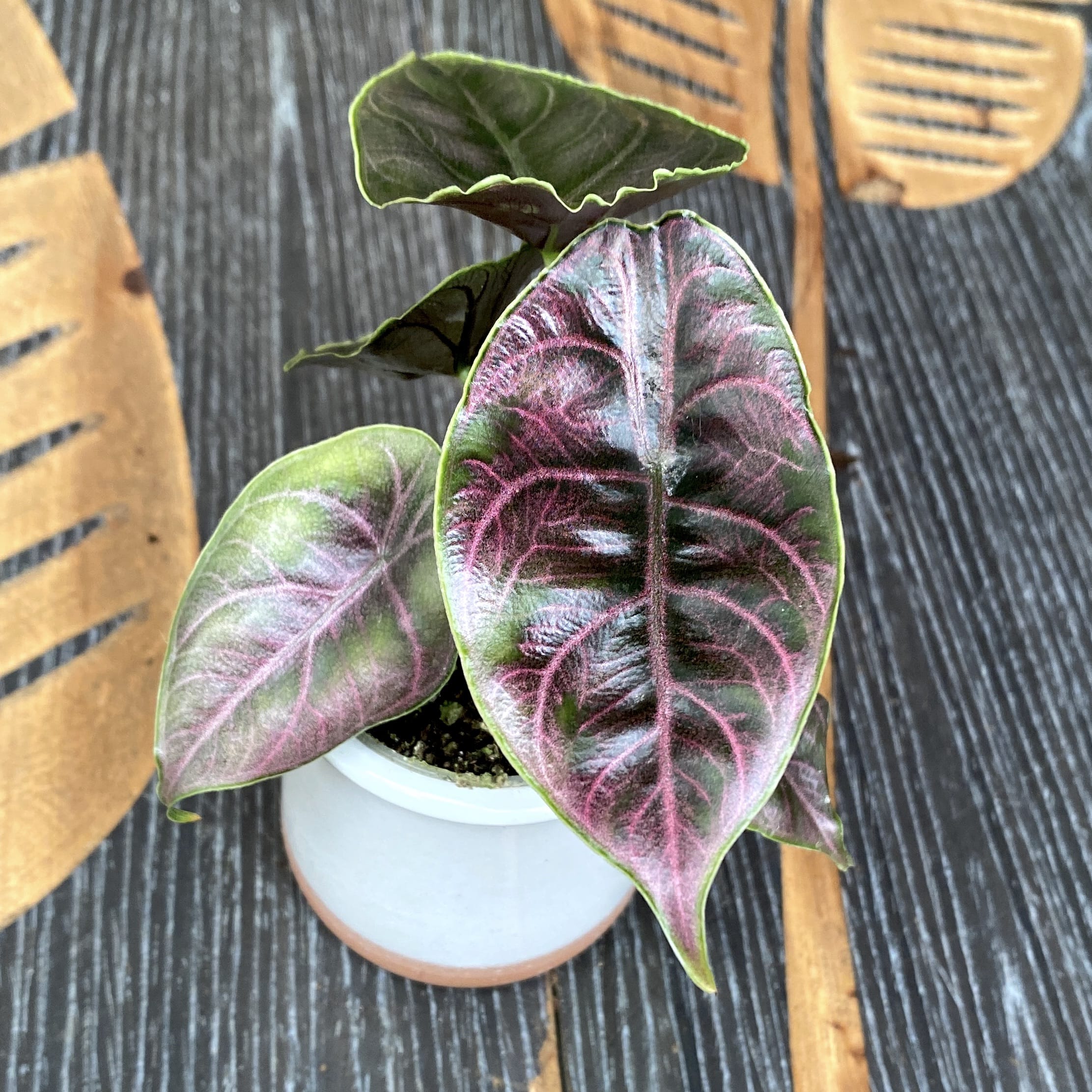 Alocasia azlanii (Jewel Alocasia) *babyplant