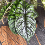 Alocasia baginda 'Dragon Scale' - XL Exemplare