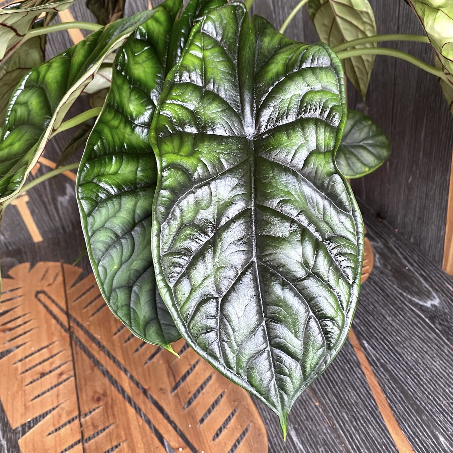 Alocasia baginda 'Dragon Scale' - exemplare XL