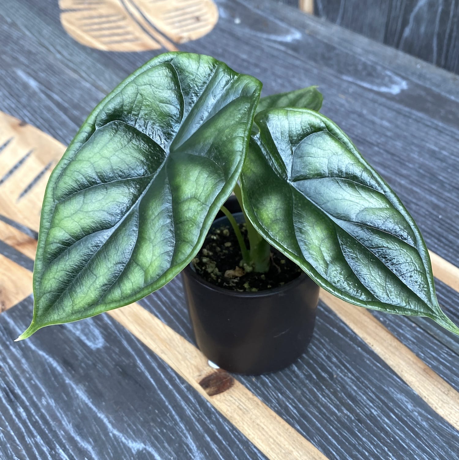 Alocasia baginda 'Dragon Scale' *babyplant