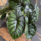 Alocasia baginda 'Dragon Scale' - XL Exemplare