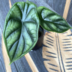 Alocasia baginda 'Dragon Scale' *jeune plante