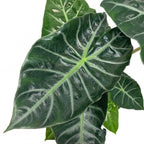 Alocasia baginda 'Pink Dragon'
