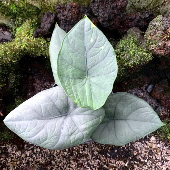 Alocasia chaii