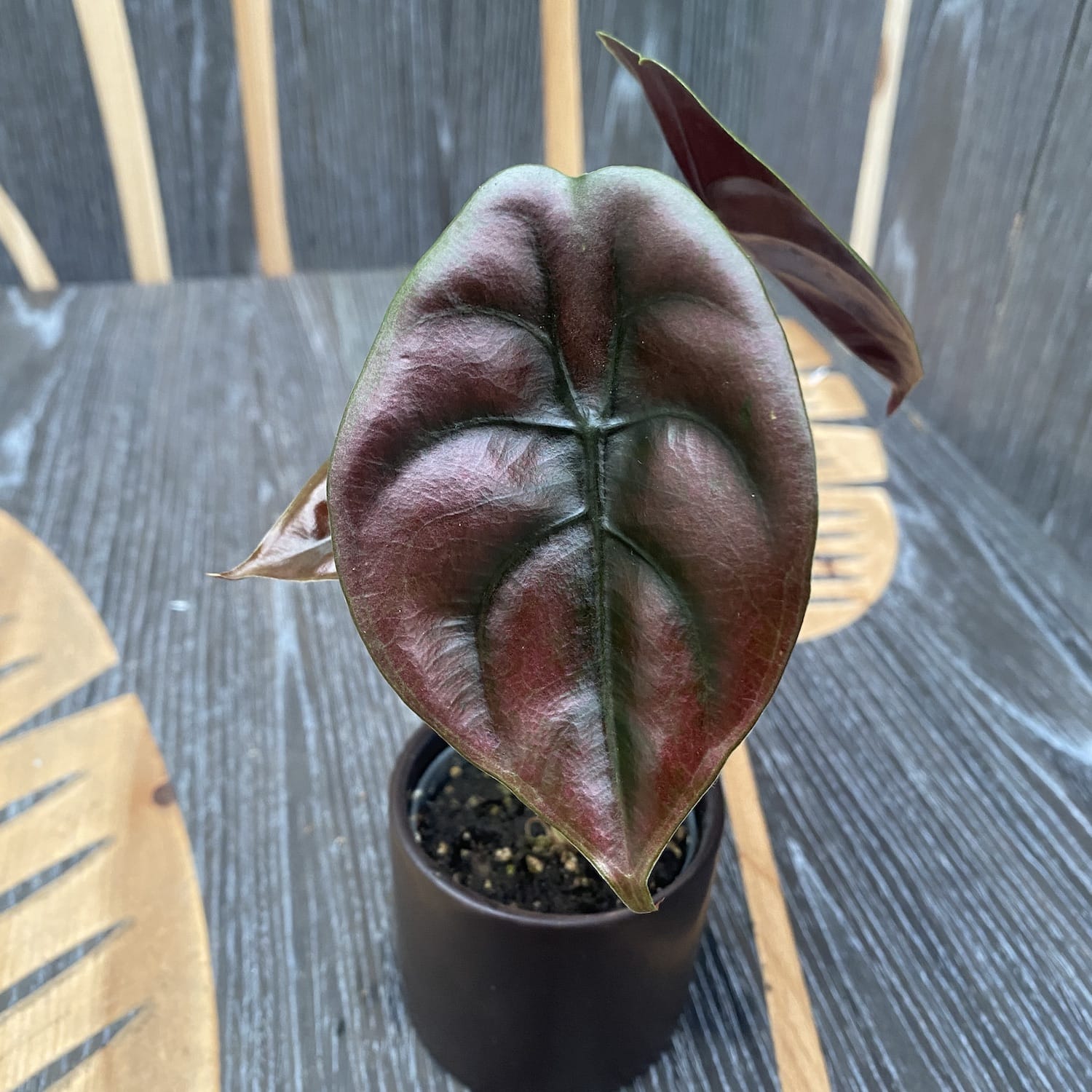 Alocasia cuprea Red Secret *babyplant