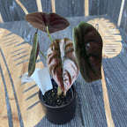 Alocasia cuprea Rotes Geheimnis *Babypflanze