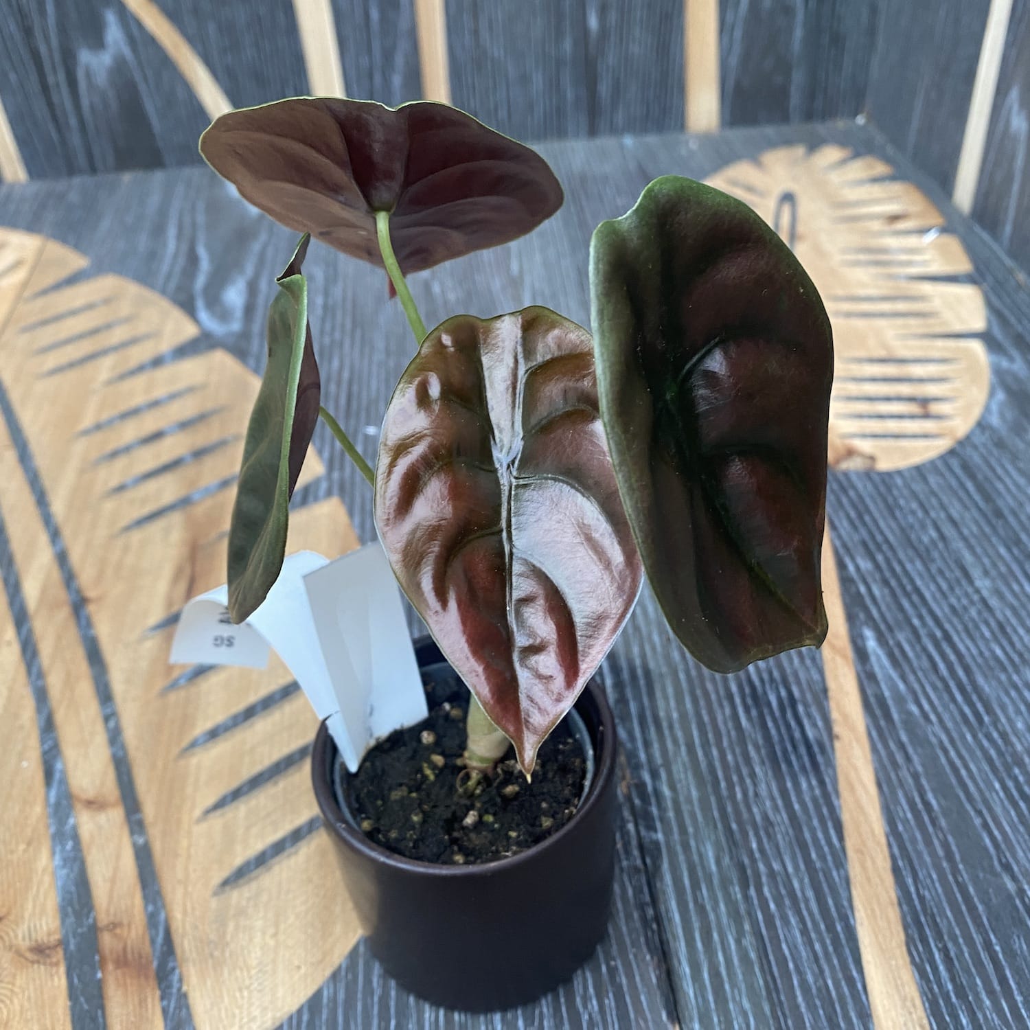 Alocasia cuprea Red Secret *babyplant