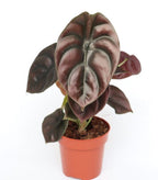 Alocasia cuprea 'Segreto Rosso'
