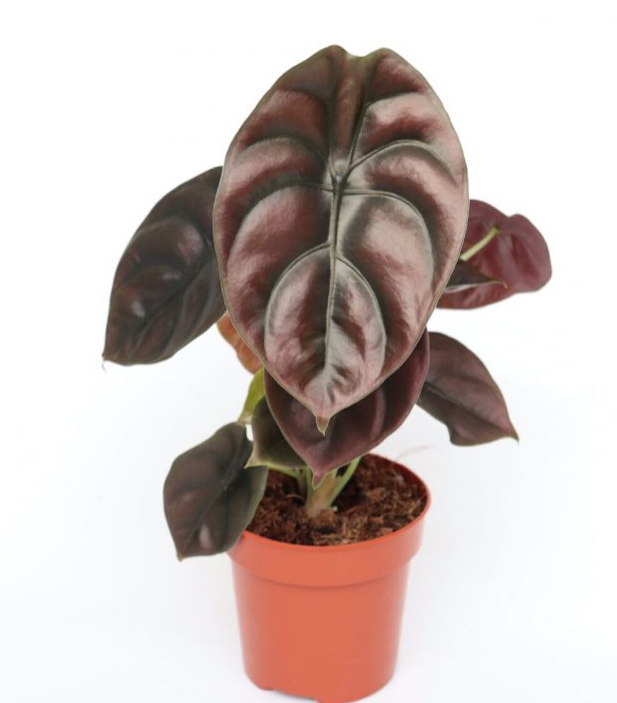 Alocasia cuprea 'Red Secret'