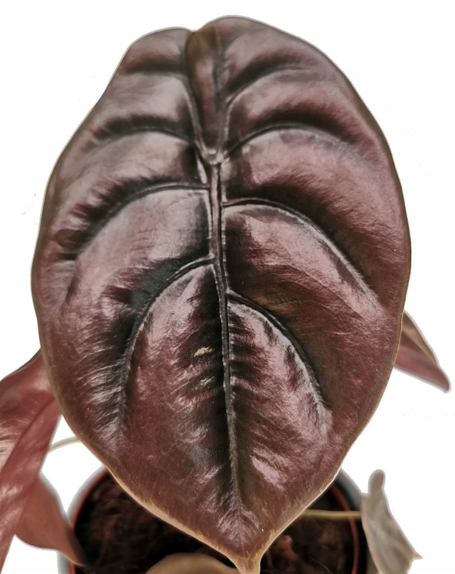 Alocasia cuprea 'Red Secret' – Floraria Secret Garden (SG)