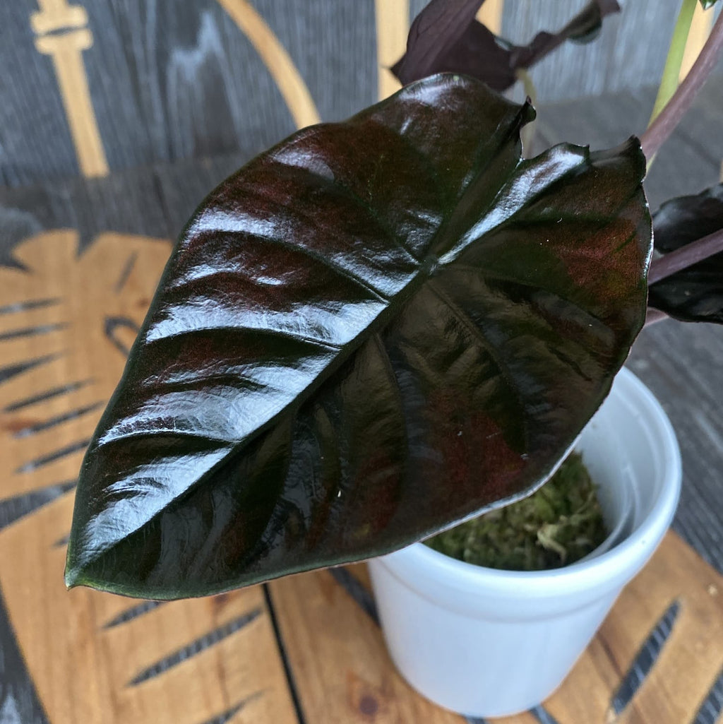 Alocasia infernalis