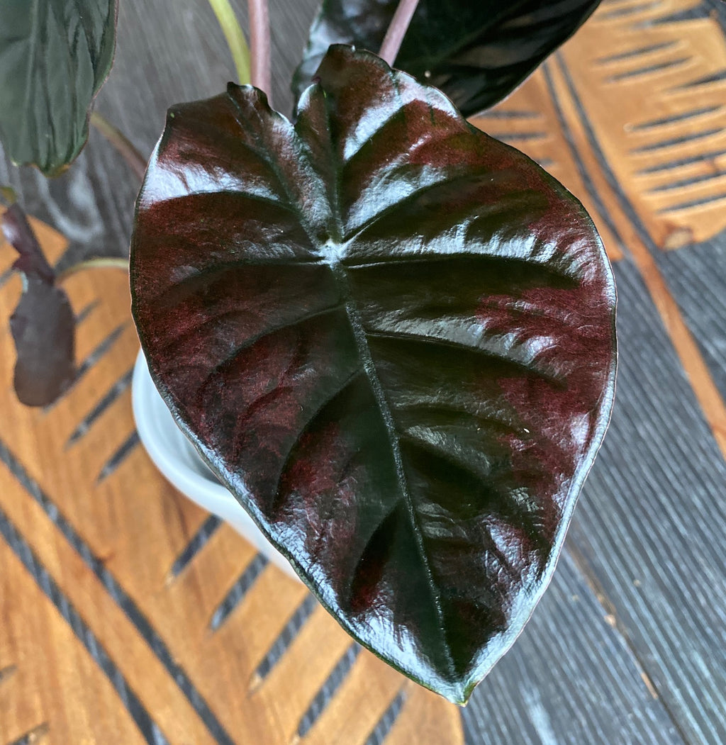 Alocasia infernalis