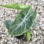 Alocasia Ivory Coast *babyplant