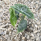Alocasia Ivory Coast *babyplant