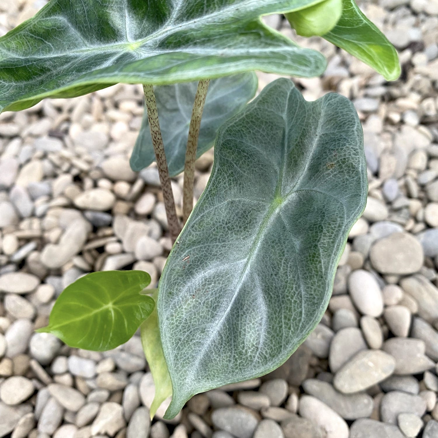 Alocasia Ivory Coast *babyplant