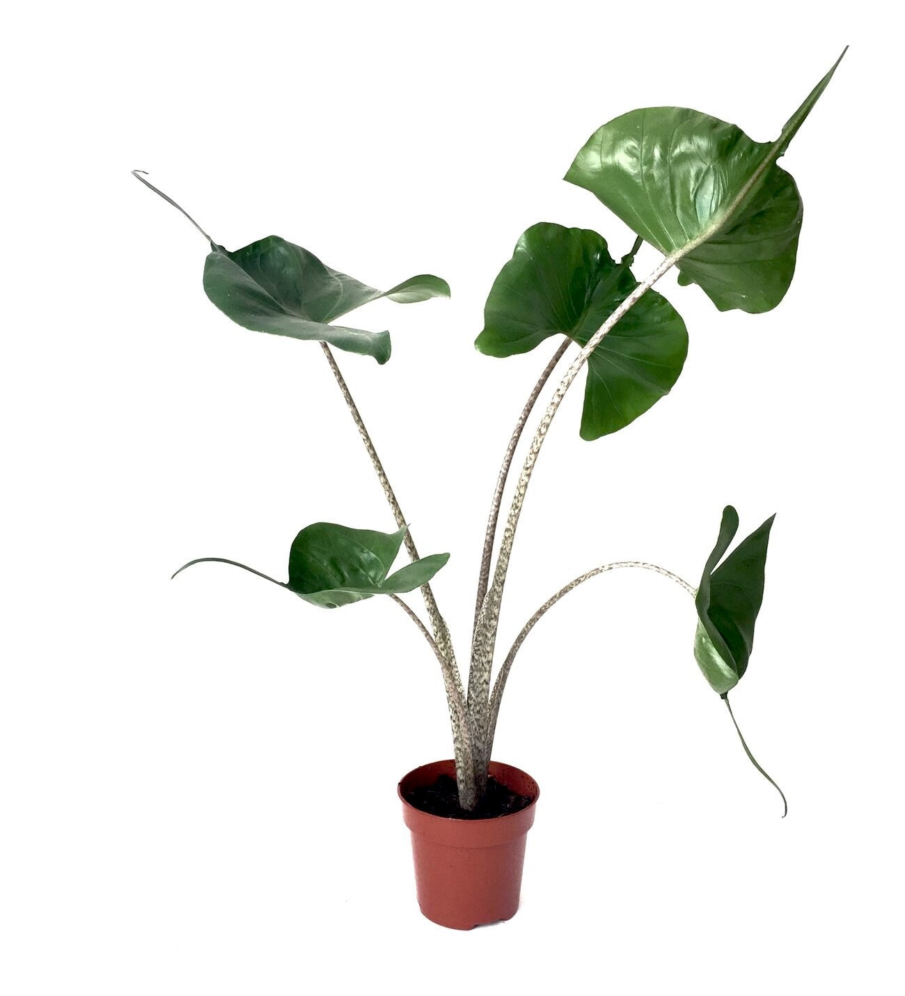 Alocasia macrorrhiza 'Stingray'