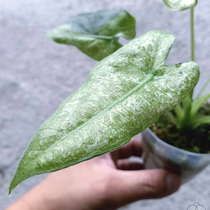 Alocasia micholitziana 'Frydek Variegata'