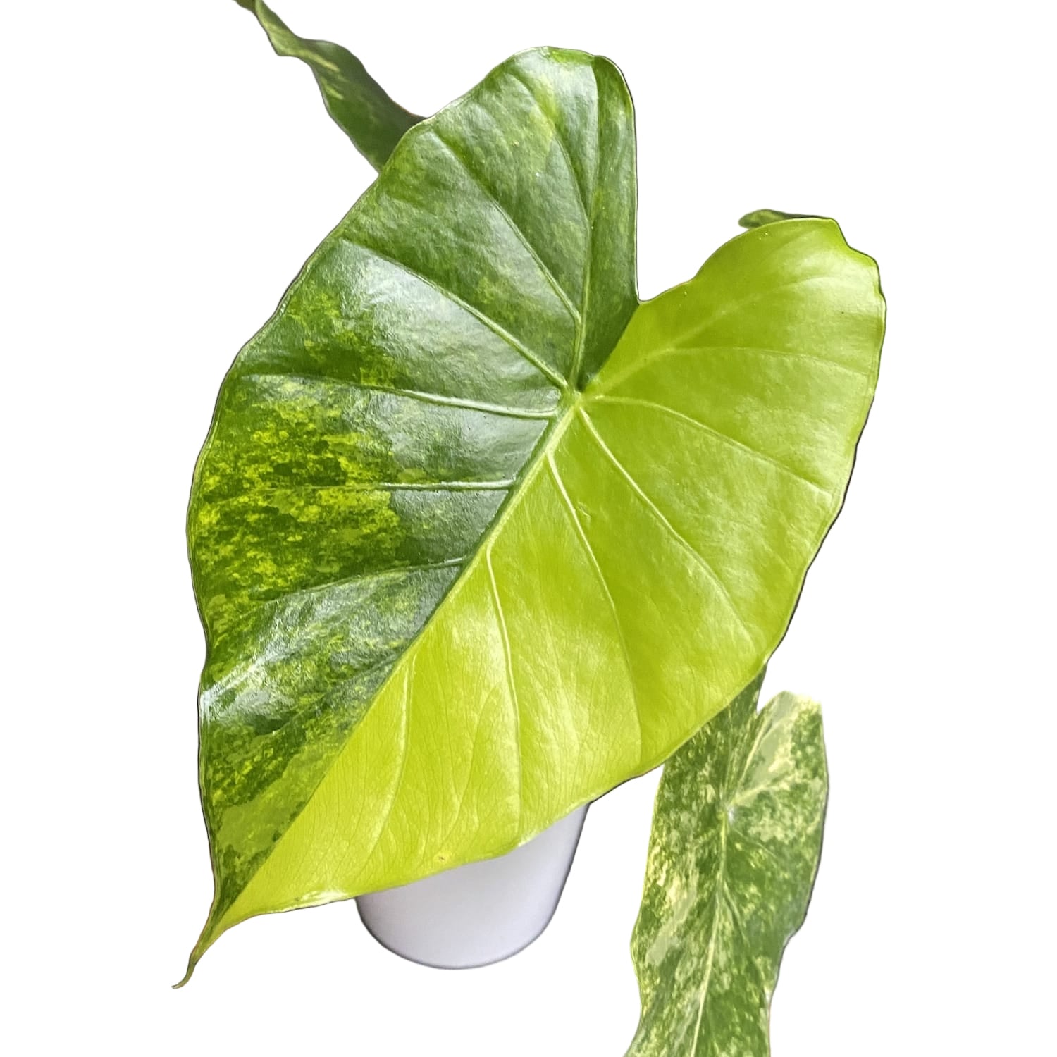 Alocasia odora 'Aurea-Variegata'
