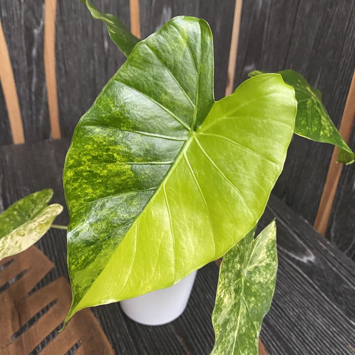 Alocasia odora 'Aurea-Variegata'