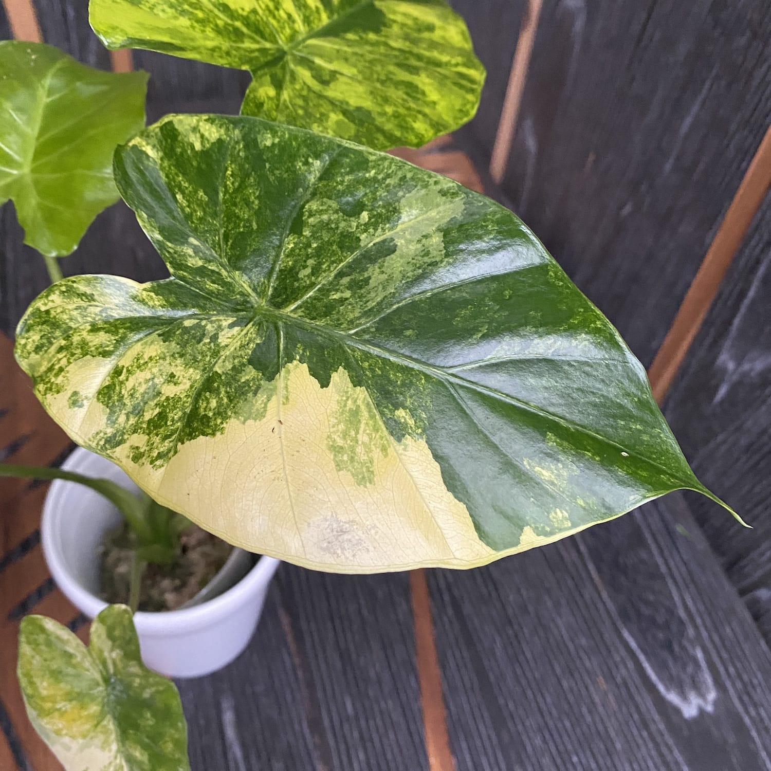 Alocasia odora 'Aurea-Variegata'
