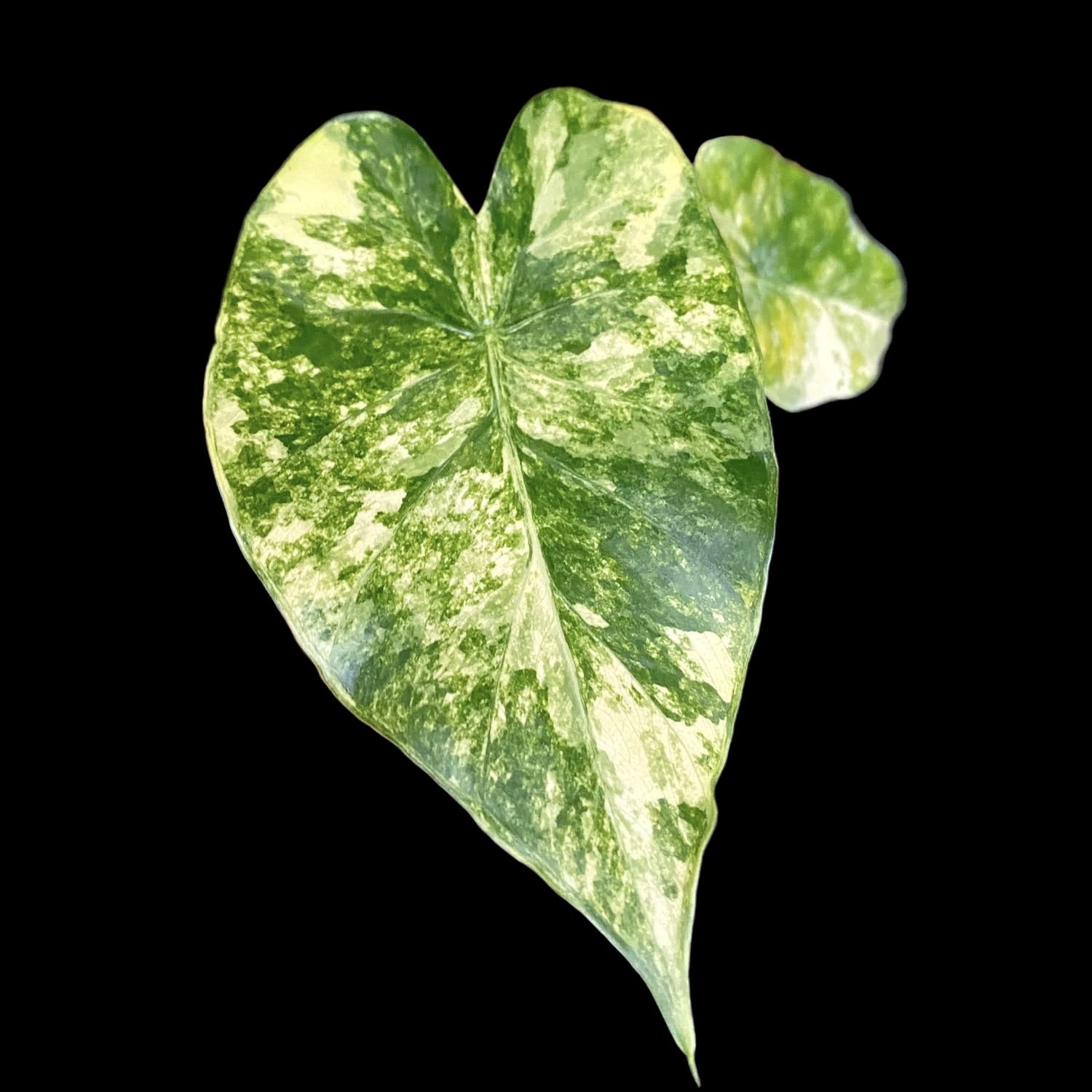 Alocasia odora 'Aurea-Variegata'