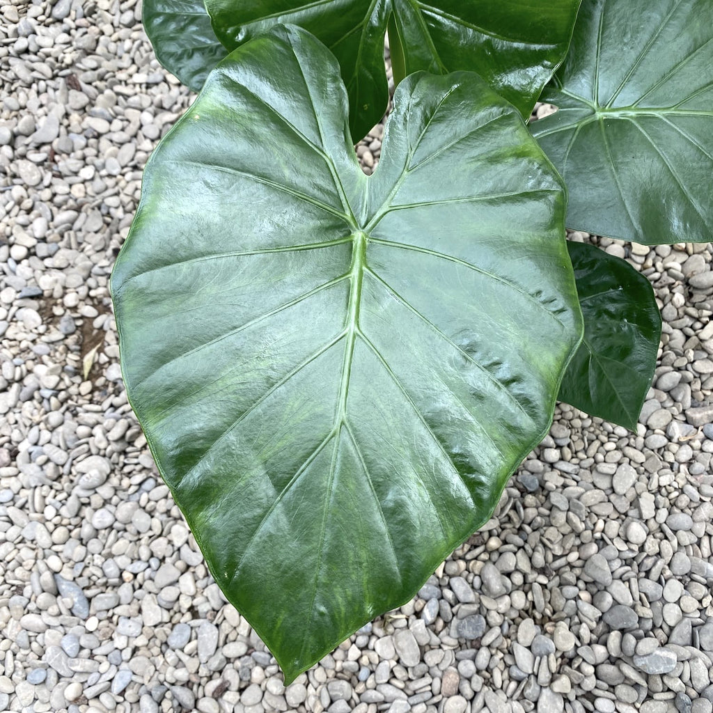 Alocasia odora (Nachtduftende Lilie)