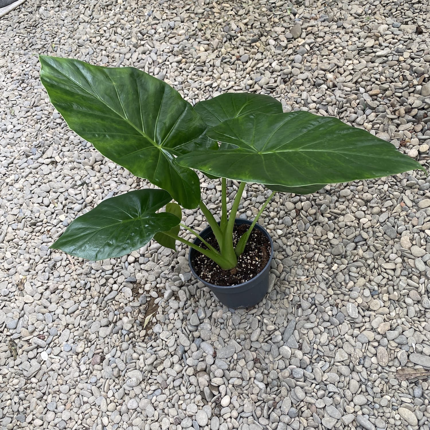 Alocasia odora (Night-Scented Lily)