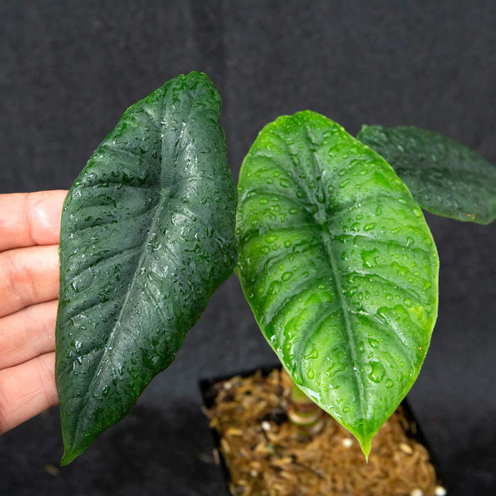 Alocasia puncakborneensis