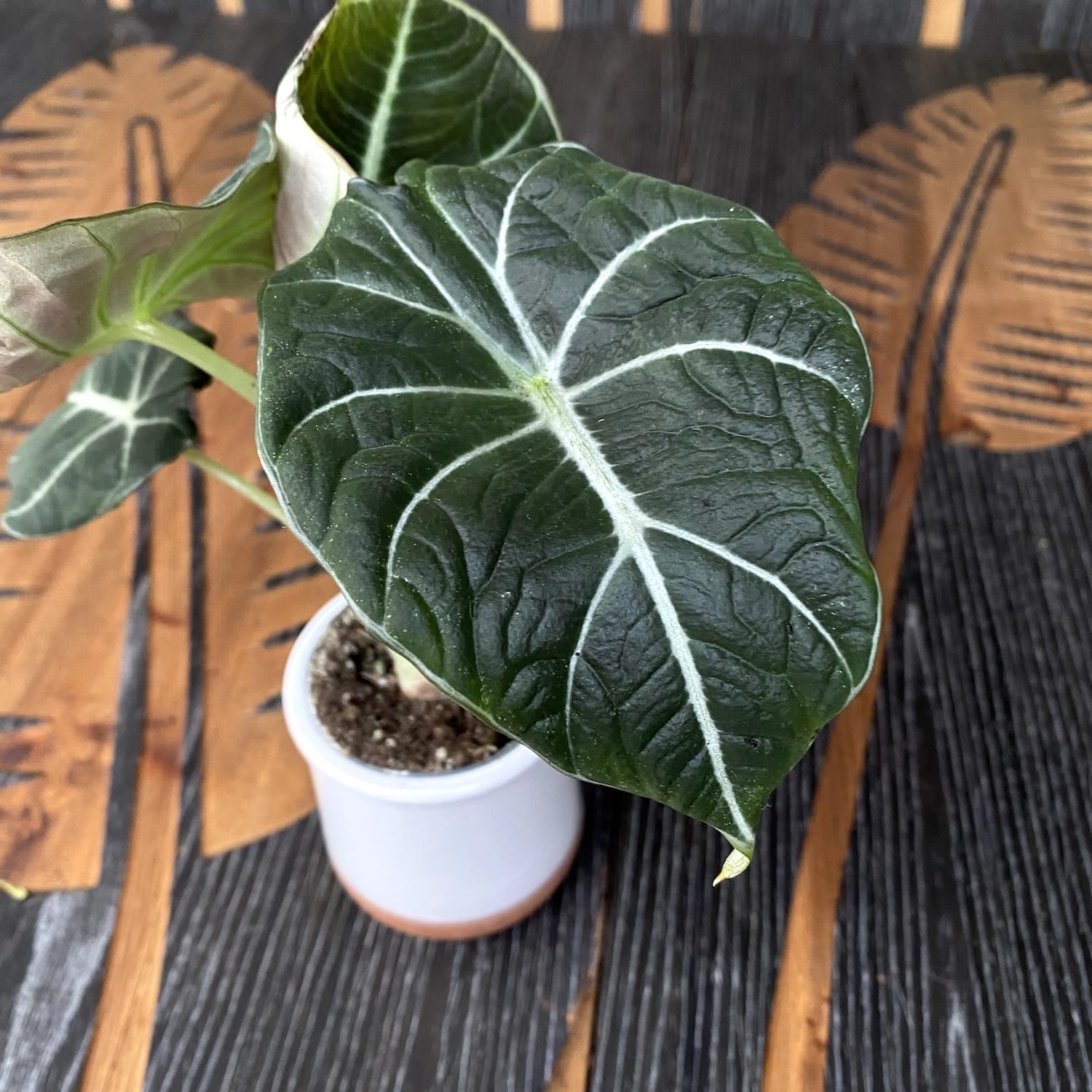 Alocasia reginula 'Black Velvet' (babyplant)