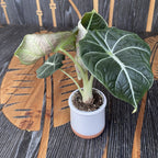 Alocasia reginula 'Black Velvet' (kis növény)