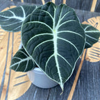 Alocasia reginula 'Black Velvet' D10