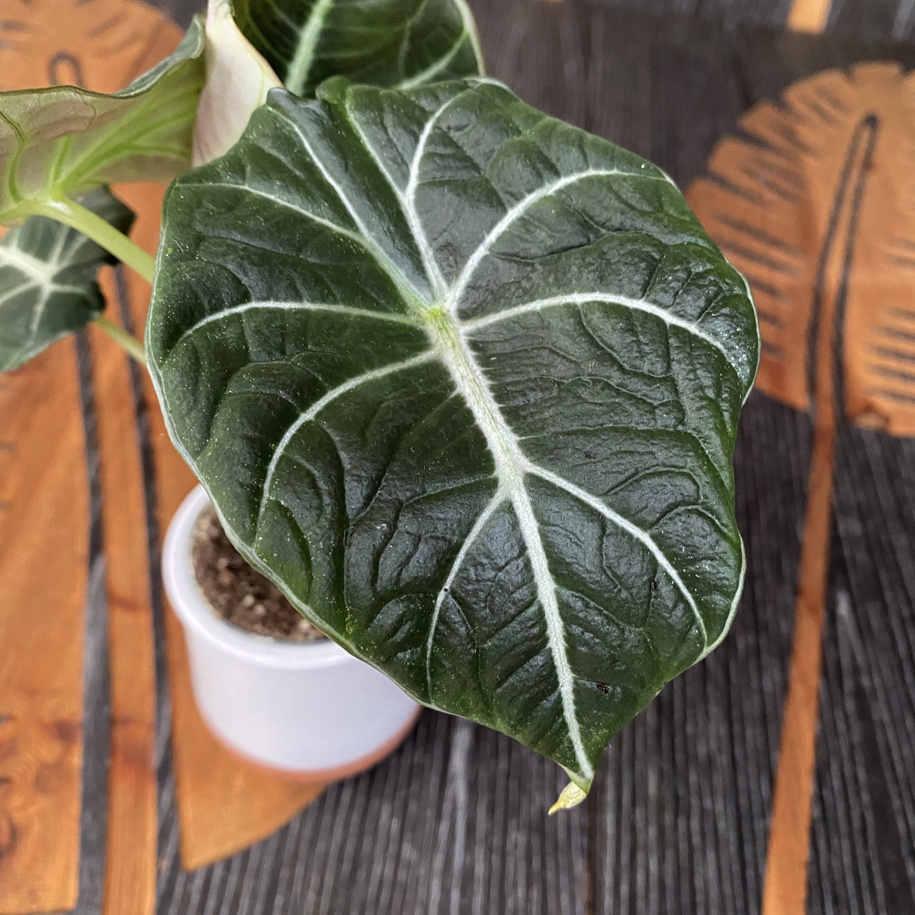Alocasia reginula 'Black Velvet' (babyplant)