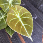 Alocasia reginula 'Green Velvet'