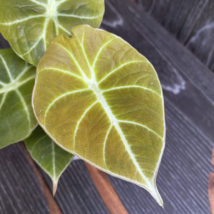 Alocasia reginula 'Green Velvet'