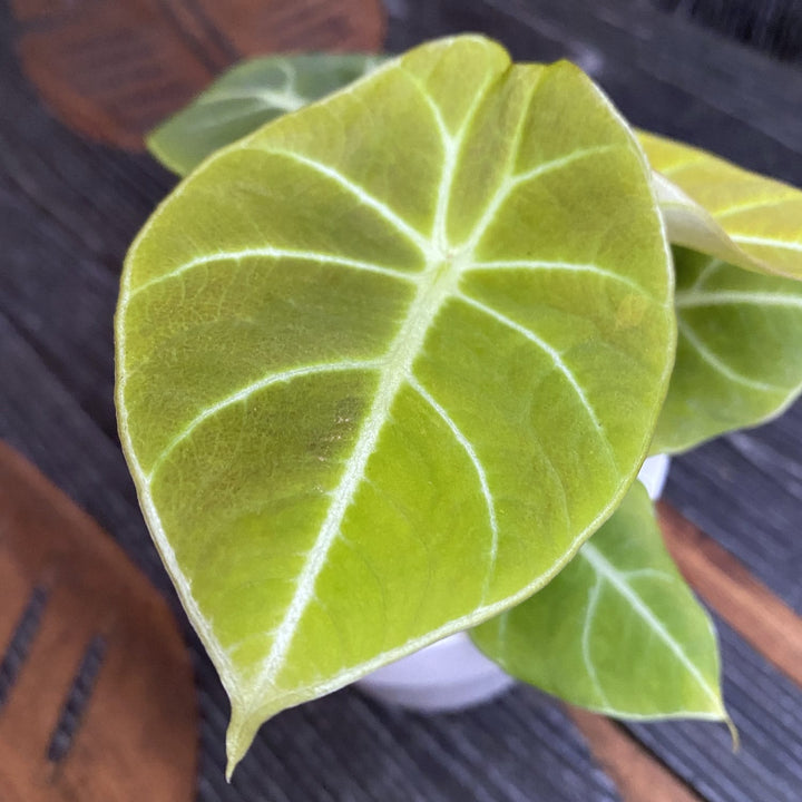 Alocasia reginula 'Green Velvet'