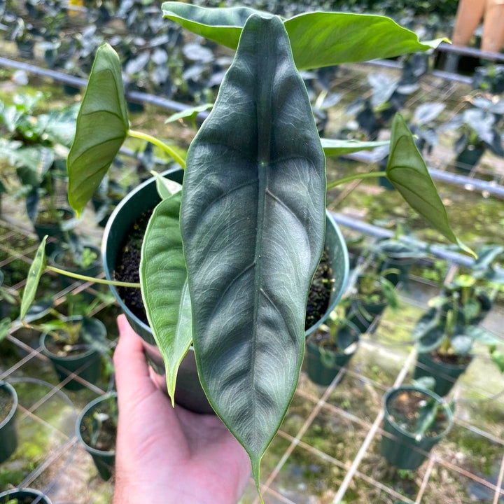 Alocasia venusta