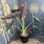 Alocasia wentii (Slonovo uho) D17