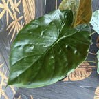 Alocasia wentii (Slonovo uho) D17