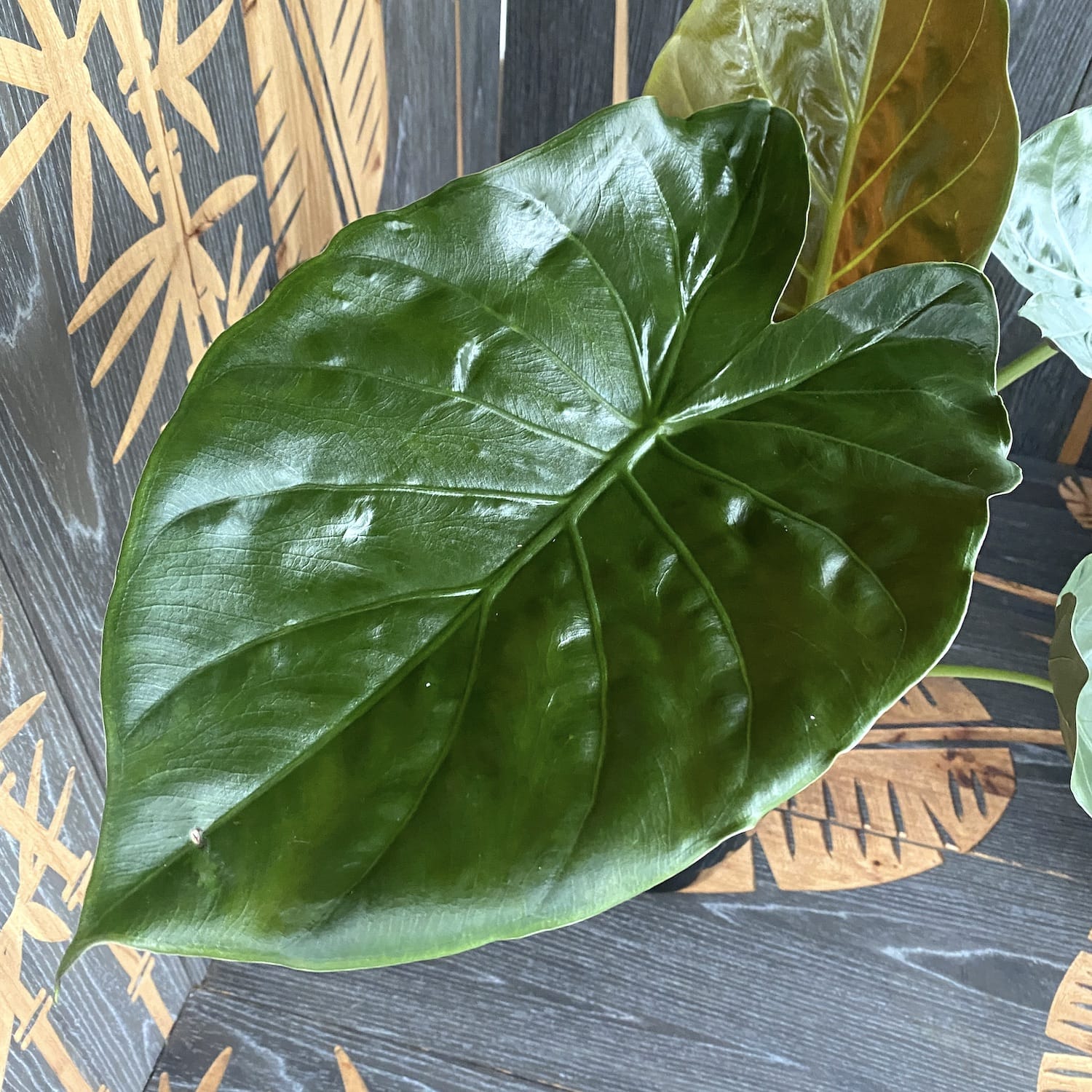 Alocasia wentii (Urechea elefantului) D17
