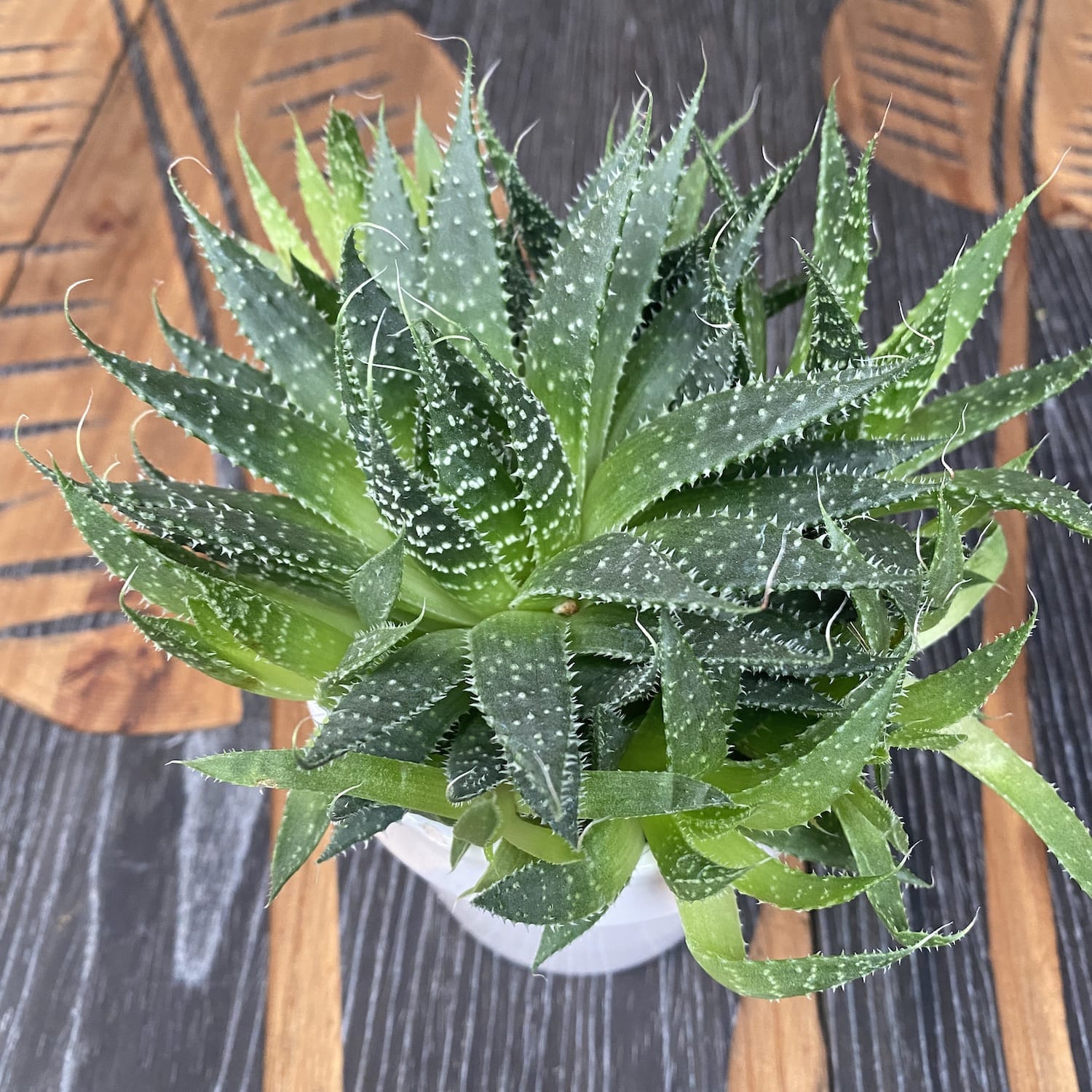 Aloe Aristata