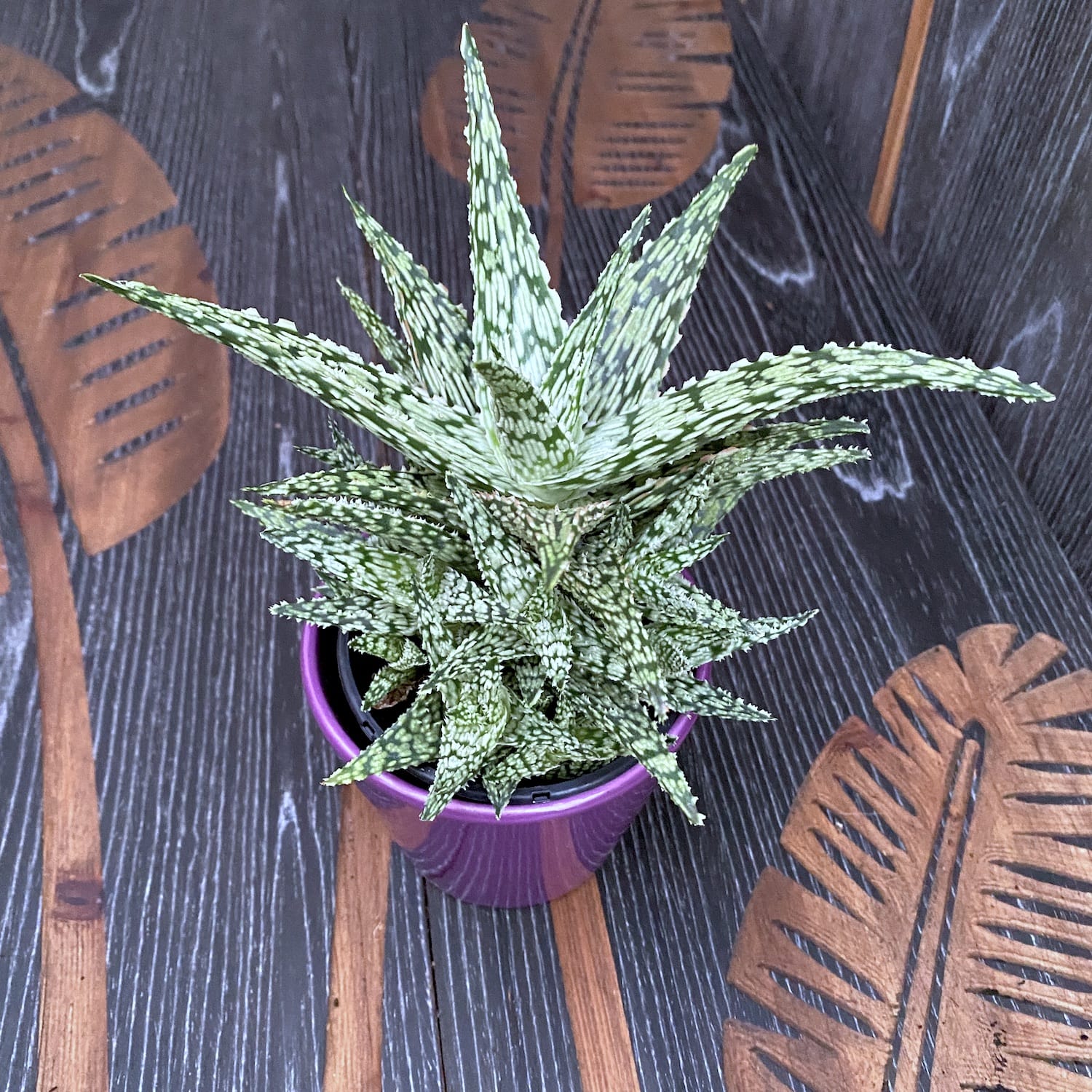 Aloe Croco